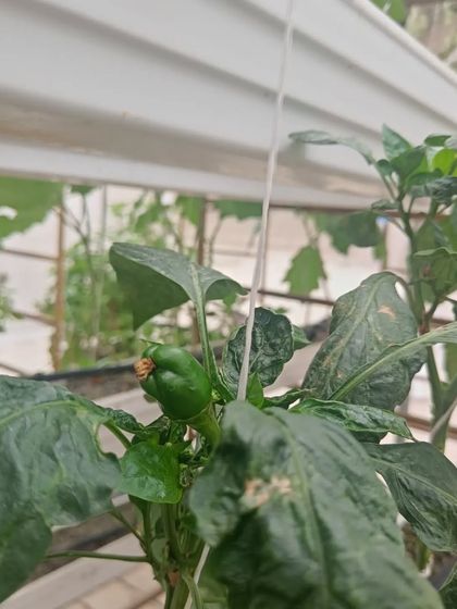 A variety of other fruiting plants like basil, brinjal, and chillies thriving in the pods.