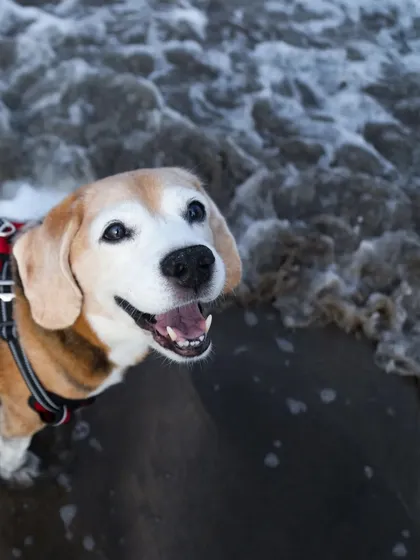 Age is just a number when there is so much joy to be had. This is Leo, a 12-year-old Beagle, experiencing the ocean with a smile that could light up the entire beach. Our senior dog sessions celebrate a lifetime of love and prove that adventure has no age limit.