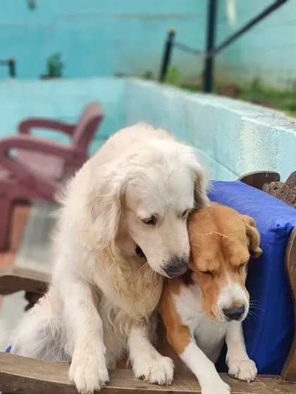 This is how close friends stay together. A Golden Retriever and a Beagle sharing a tender moment.