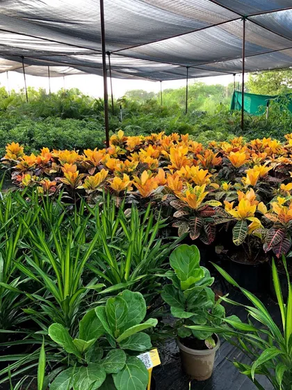 Here is a glimpse of my nursery in Gurugram. I have a wide selection of plants ready for the season, including colorful Crotons, leafy Fiddle Leaf Figs, and much more, all grown under the right conditions to ensure they are healthy and strong.