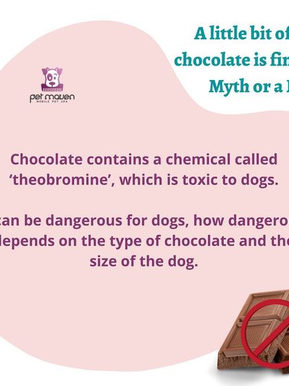 Myth vs. Fact: Can dogs have a little bit of chocolate? The truth is that chocolate contains theobromine, a chemical toxic to dogs. We break down why it's best to keep this human treat away from your pooch.