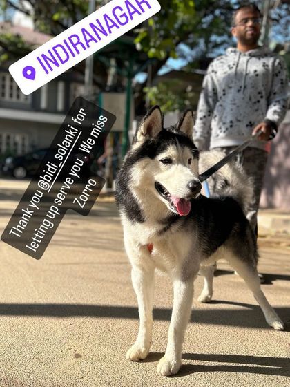 PawPawResort - Dog Boarding Outdoor Adventures & Daily Walks photo 5