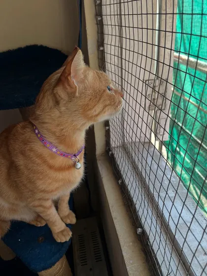 Ziggy doing some serious bird-watching from his perch on the cat tree by the catio window. The netting is super secure so you never have to worry.