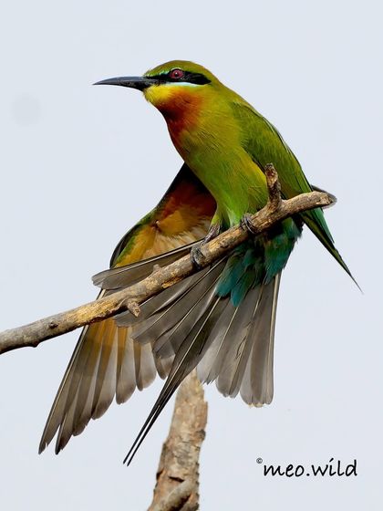 A Blue-tailed Bee-eater shows off its incredible colors and long, elegant tail feathers. These birds are expert flyers, catching bees and other insects right out of the air.