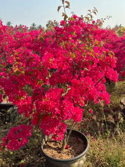 A vibrant red Bougainvillea plant, potted and ready to go. This classic color is a popular choice for adding a bold statement to gardens and balconies.