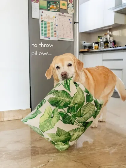 Now it's a pillow! Mhysa's habit of carrying things around the house is a charming quirk we had to document.
