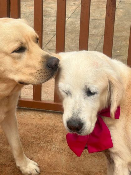 Star Pups - Pet Boarding & Daycare Additional Work & Moments photo 82