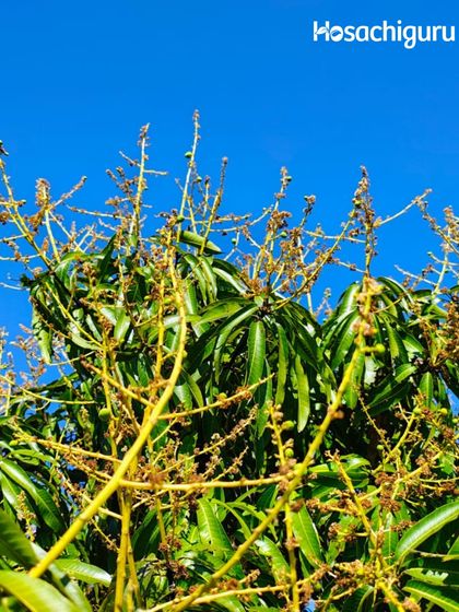 The transition from flower to fruit has begun. After the bloom, tiny green mangoes start to appear. It's a critical time on the farm, and a beautiful one to witness.