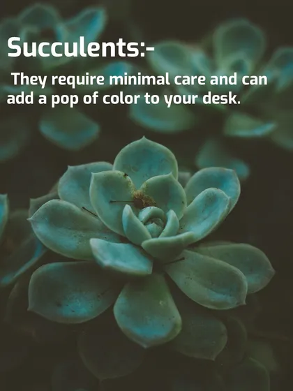 Succulents are perfect for adding a small pop of color and life to your desk. As shown in this close-up, their geometric shapes are beautiful, and they require very little water, making them a fantastic, low-maintenance option for any workspace.