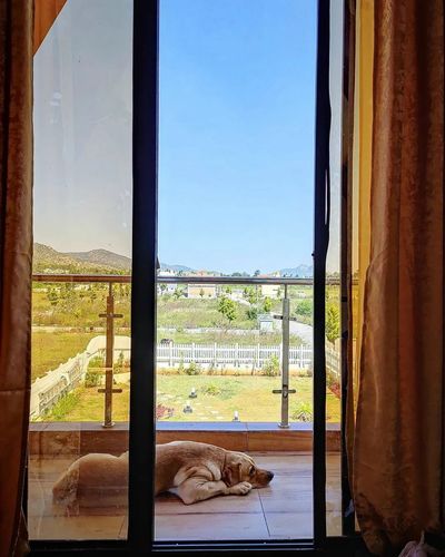 Pet-Friendly Accommodation