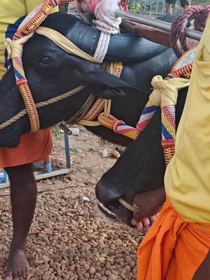 Sneha Kappanna - Folk Dance Consultancy & Curation Cultural Fieldwork: Documenting Living Traditions photo 28