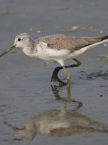 Waders, Ducks & Waterbirds photo 21