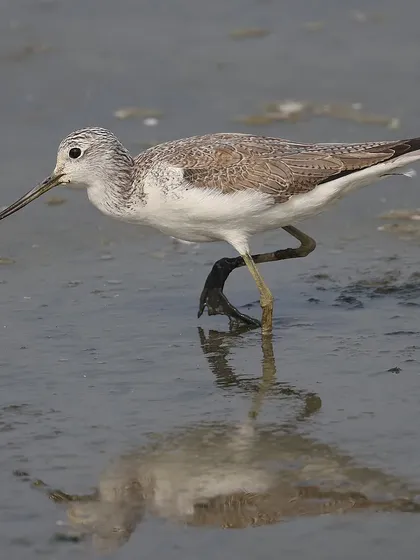 The Common Greenshank is a migratory wader that winters in India and other parts of Asia. This one was photographed foraging in the mudflats, a typical habitat for this species.