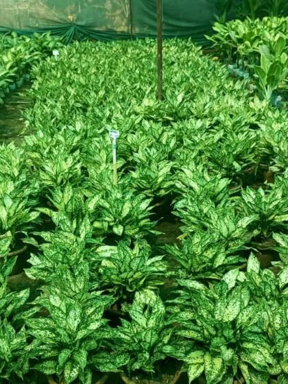 Another view of my Aglaonema 'Snow White' stock. You can be sure to get a healthy, full plant from me.