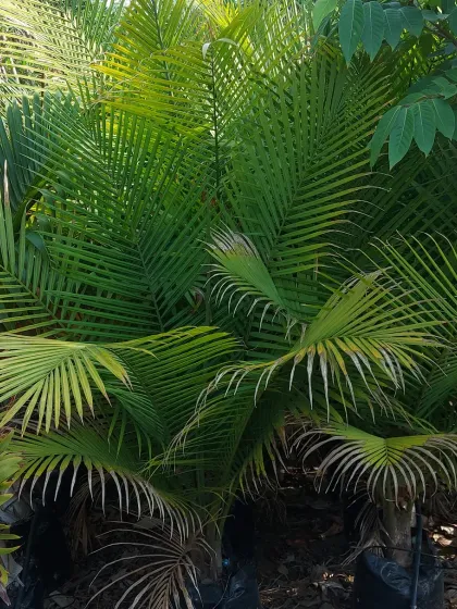 A close-up of a healthy palm variety in our nursery, showcasing its lush, feathery fronds.