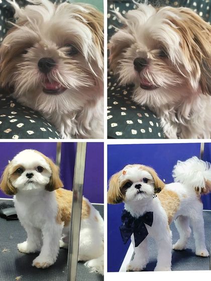 Bengaluru Pet Company - Pet Grooming The Glow-Up: Before & After Transformations photo 29