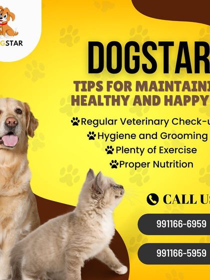 We believe in empowering pet parents with knowledge. These are our top tips for maintaining a healthy and happy pet: regular vet check-ups, proper hygiene, plenty of exercise, and good nutrition.