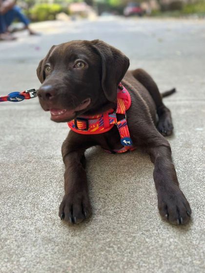 Zoella Dog Training - Puppy Foundation Training Welcome to the Pack! photo 20