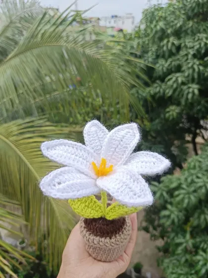 A single potted white lily, showcasing its elegant shape and delicate details.