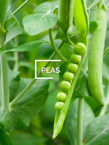 Peas are a cool-season crop that are very rewarding to grow. They need some support to climb on, but the taste of fresh peas straight from the pod is worth it.