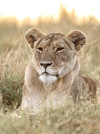 These images further explore the lives of Africa's big cats, from quiet portraits and family interactions to the drama of the hunt. Each one is a piece of the larger narrative we build on safari.