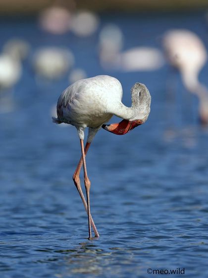 This flamingo seems to be telling me, "Please, no photos!" I love capturing these humorous moments that give the birds so much character.