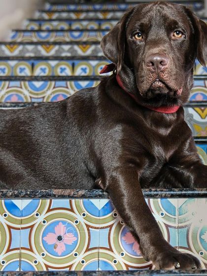 Loki the chocolate lab looking majestic on these beautifully tiled stairs. Using unique features of a home can create stunning portraits.