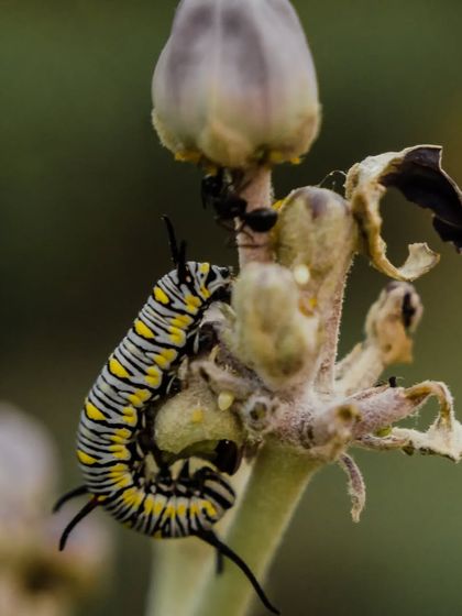 Zahid Moledina - Photography The World Up Close: Nature & Macro photo 32