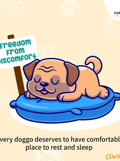 Every dog deserves these five fundamental freedoms: freedom from hunger, discomfort, pain, fear, and the freedom to express normal behavior. This is the foundation of responsible and compassionate pet ownership.