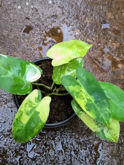 Rare & Collector's Plants photo 17