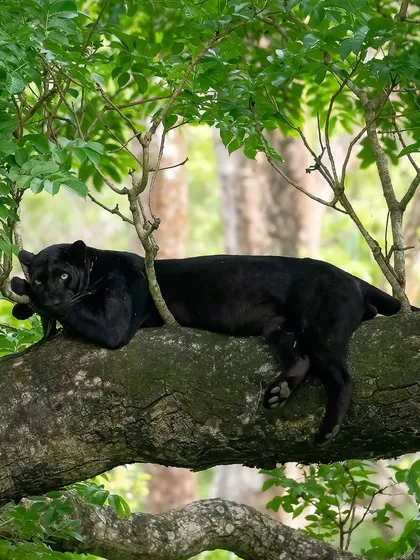The ghost of Kabini. This is the famous black leopard, a phantom of the forest, resting among the monsoon greens. Tracking and photographing this elusive cat is one of the ultimate wildlife experiences, a challenge I relish sharing with fellow enthusiasts.