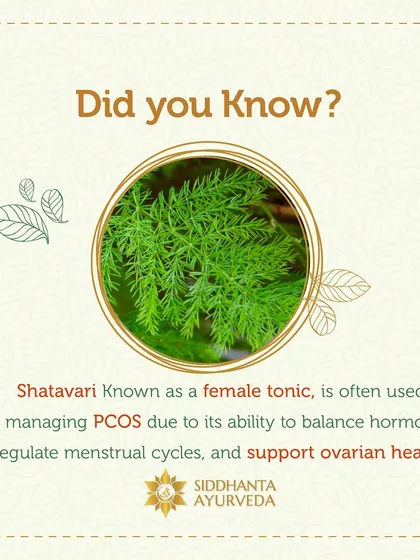 Did you know that Shatavari is a powerful ally in women's health? I frequently use this herb, known as a female tonic, in my PCOS treatments for its ability to help balance hormones, regulate menstrual cycles, and support overall ovarian health.