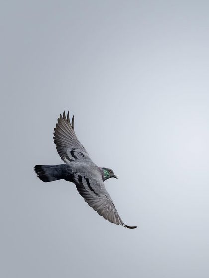 A pigeon banking in the sky. The light catches the iridescent green on its neck, and its wings form a beautiful arc.