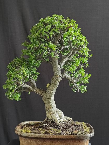 The new front of the Jade bonsai, after deciding to change its orientation. The U-turn in its trunk now tells a story of resilience and finding a new path.