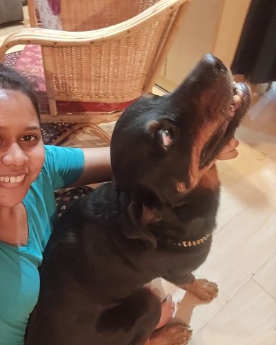 Dog Behavior Modification & Training