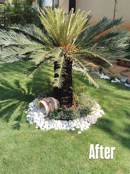 Sometimes, a few simple touches can create endless charm. This 'After' shot shows how I enhanced an existing space by adding a beautiful Sago Palm, surrounded by decorative white pebbles and complementary low-lying shrubs. It’s a small change that makes a big impact on the garden's overall aesthetic.