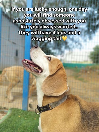 If you're lucky, one day you'll find someone obsessed with you. They'll have four legs and a wagging tail.