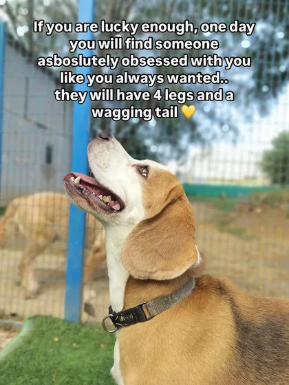 Pure love only demands treats and cuddles. This happy Beagle is a reminder that if you're lucky, you'll find someone with four legs and a wagging tail who is absolutely obsessed with you.