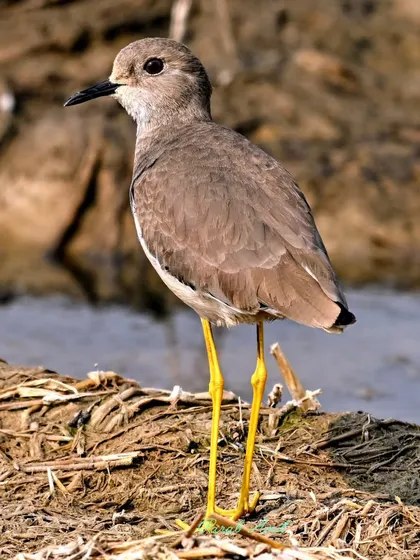 A White-tailed Lapwing stands watchfully in a marshy field. Its bright yellow legs are a stark contrast to the muddy ground. These birds are always alert, and their sharp calls often signal the presence of an intruder.