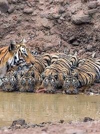 Wildlife Writing & Public Speaking