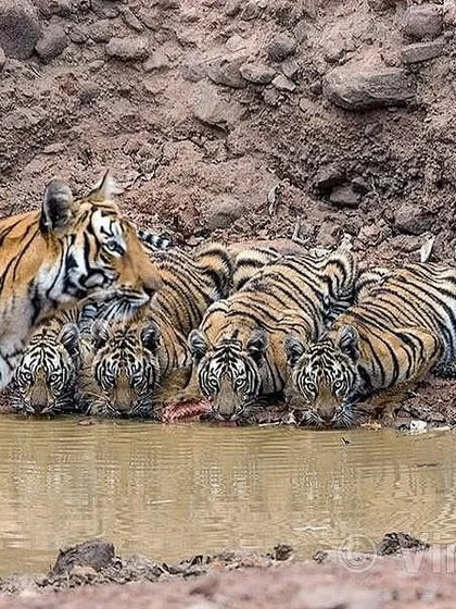 During the sacred days of Navratri, I was fortunate to witness this sight of nine pairs of tiger eyes. It instantly reminded me of Maa Durga and her nine divine forms worshipped during the puja. This is a perfect example of how the jungle speaks to our culture, a connection I explore in my writing and talks.
