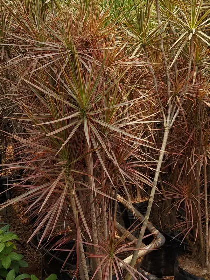 A group of Dracaena Marginata, or Dragon Trees, with their spiky, red-edged leaves. They add a sharp, architectural element to any garden.