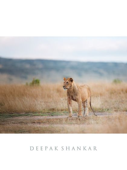 Framed for impact, this image of the young, ambitious lion becomes a timeless story of strength and the relentless pursuit of leadership in the wild.