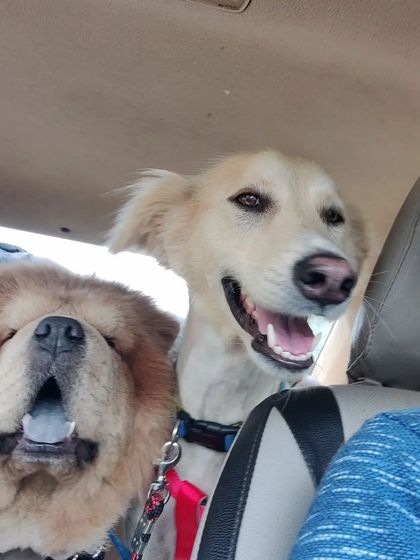 Took these two beauties, a Chow Chow and a friend, for their grooming session. I love the variety of breeds I get to meet every day.