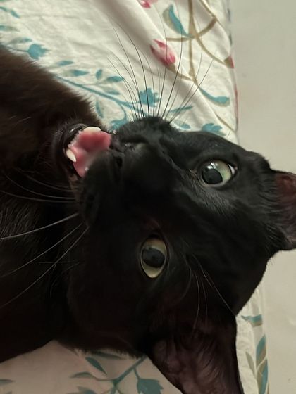 This is Friday, one of the most affectionate black cats I've ever hosted. I've always dreamed of having a black cat, so getting to care for them is extra special for me.