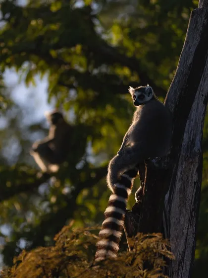 A Ring-Tailed Lemur perched in a tree, catching the last rays of evening light. The soft rim lighting separates it from the dark background, creating a serene portrait.