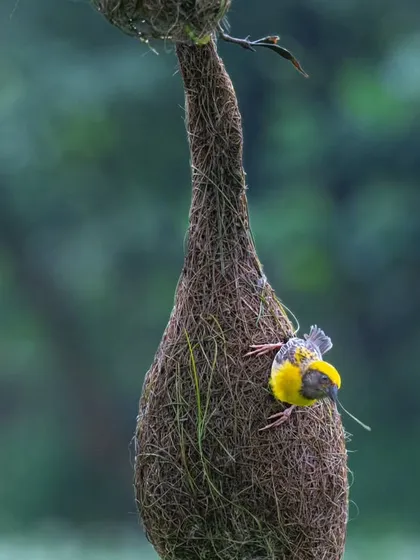 A male Baya Weaver meticulously building its intricate nest to attract a female. These birds are the true architects of the avian world, and it can take over 500 trips to gather enough grass for one nest.
