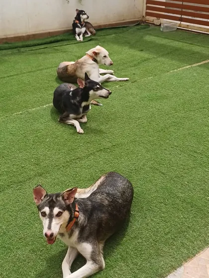 A perfect example of pack discipline. Four Indie dogs are lying down in a neat row on the turf, alert but perfectly calm. This is the structured environment I provide.