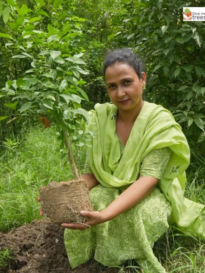 A woman holds a sapling with its healthy root ball exposed, ready for planting. This Rakshabandhan, the greatest gift we can give is the promise of a new life, a new tree for our planet.
