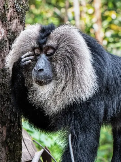 When the thought of Monday gives you a headache. A critically endangered Lion-tailed Macaque from Valparai, India, rests its head in its hand in a very human-like gesture.